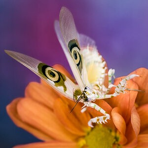 Spiny Flower Mantis Pseudocreobotra Wahlbergii.jpg