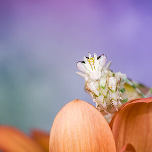 Spiny Flower Mantis Pseudocreobotra Wahlbergii 3.jpg