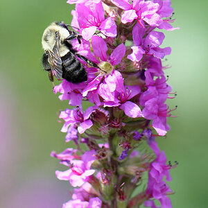 Bees & Insects 2022 - August 11, 2022 - 18_DxO.jpg