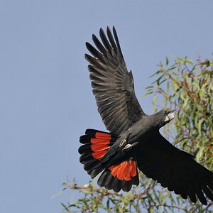Red Tailed Black Cockatoo.jpg