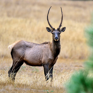 Cascade Elk_DxO.jpg