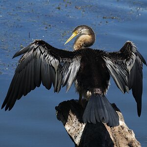 Australasian Darter.jpg