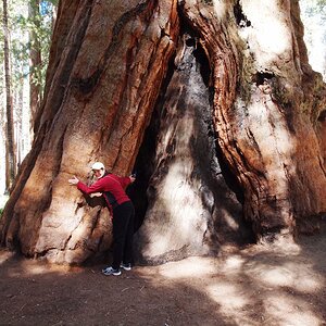 Sequoia 113.jpg