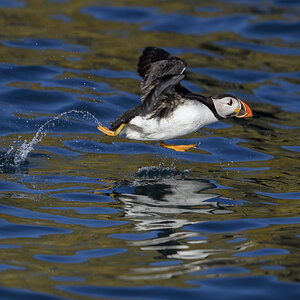 1 Bird 2021 - Puffin walking like an Egyptian.jpg