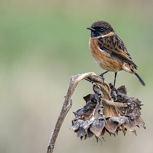 1 Bird 2021 - Stonechat young on old sunflower - 1600 long side.jpg