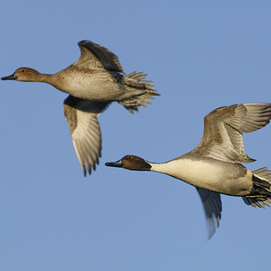1 Bird 2022- Pintail pair sf lighter.jpg