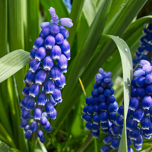 grape hyacinth - small.jpg