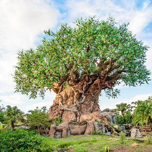 Tree of life.jpg