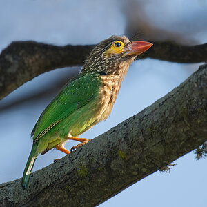 2 Brown Headed Barbet sf a.jpg