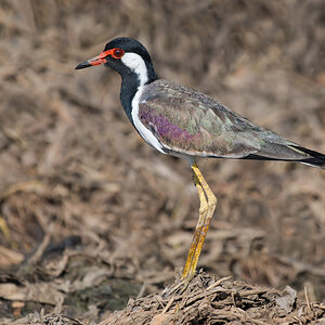 1 Red Wattled Lapwing sf.jpg