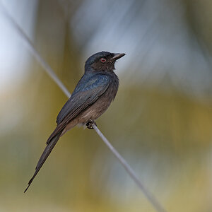 1 White Bellied Drongo sf.jpg