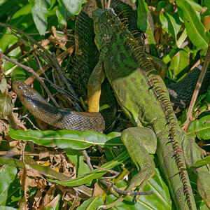 14-Brave-Stupid Iguana-1.jpg
