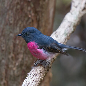 a Pink Robin face left DSC_6513 .jpg