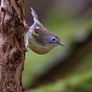 a Scrubtit DSC_6652.jpg
