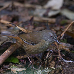 a Tasmanian Scrubwren DSC_6400.jpg