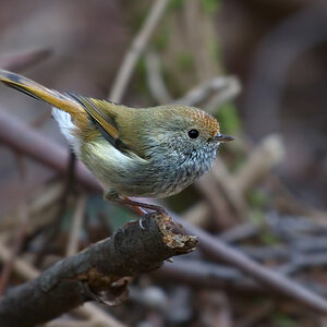a Tasmanian Thornbill a cropped DSC_6599 .jpg