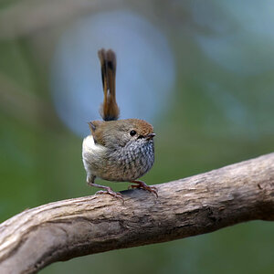 a Tasmanian Thornbill head on DSC_6537 .jpg
