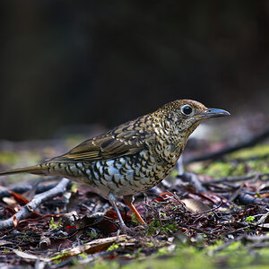 a Bassian Thrush DSC_6637.jpg