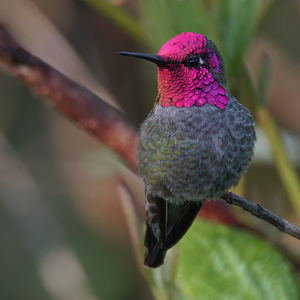 Male Anna Hummingbird.png