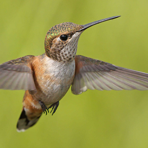 Rufous Hummingbird rs copy png.png
