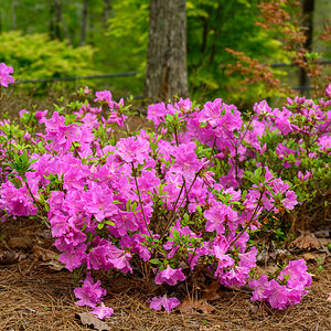 Gibbs Gardens 230416 - 40.jpg
