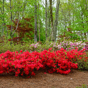 Gibbs Gardens 230416 - 46.jpg