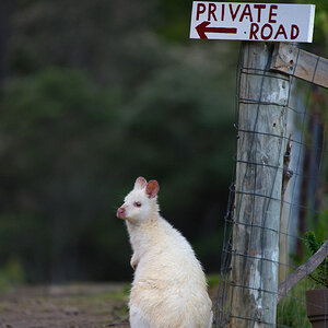 a Bennetts Wallaby abino on Bruny Island DSC_3804.jpg