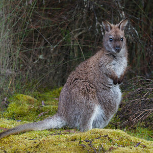 a Bennetts Wallaby normal colour DSC_3709.jpg
