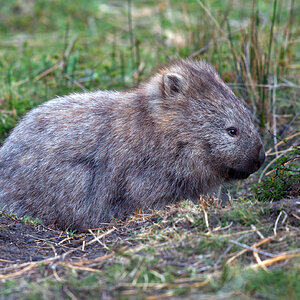 a Common Wombat DSC_0815.jpg
