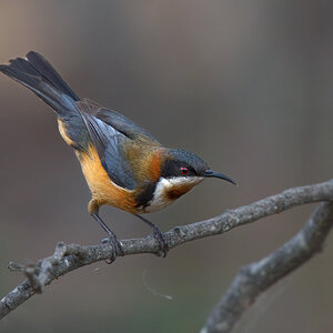 a Eastern Spinebill DSC_6295.jpg
