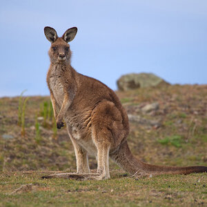 a Forresters Kangaroo (Eastern Red on mainland)DSC_0754.jpg