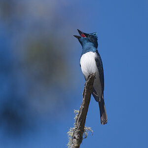 a Satin Flycatcher DSC_0419 .jpg