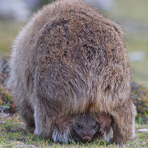a Common Wombat joey showing DSC_0521  .jpg
