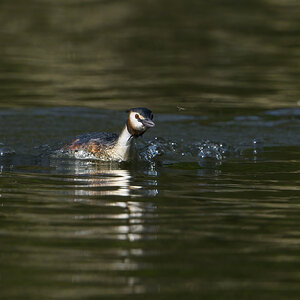 aDSC_0365 Chasing fly for young chick.jpg