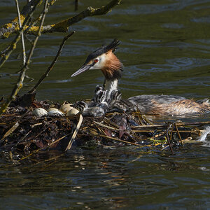 aGreat Crested Grebe with four chicks and still incubating eggs DSC_0618a.jpg