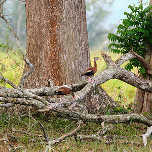 Black-bellied Whistling Duck.jpg