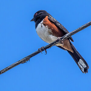 Spotted Towhee sm.jpg