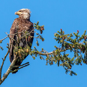 Young eagle 2 sm.jpg