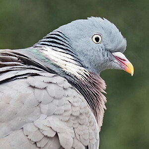 P4281035-crop-dprf.jpg