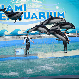 Miami Seaquarium 140713-47.jpg