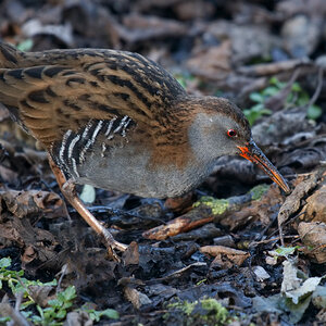 Bird 2019 Water Rail.jpg