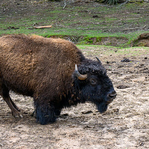 Safari Park 230430 - 54.jpg