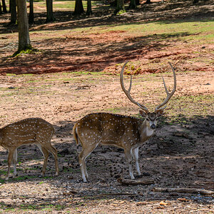 Safari Park 230430 - 2.jpg