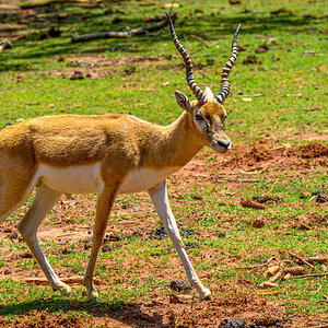 Safari Park 230430 - 20.jpg