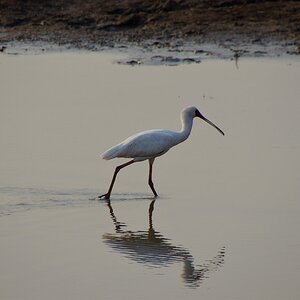 African Spoonbill at Dusk.jpg