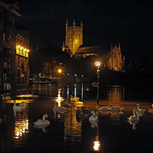 1 Flooded River Severn at Worcester, England lighter swans.jpg
