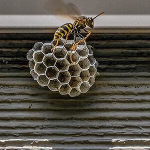 Solitary wasp leaving.jpg