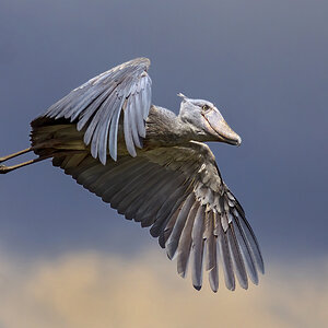 1 Flying bird - Shoebill Uganda contrasty sf.jpg
