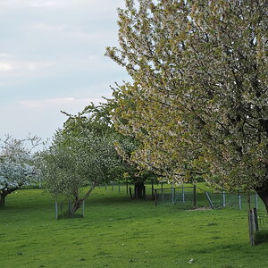 P5041157-dprf.JPG
