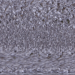 1 Bird 2021 - Fury of the Flock b.jpg